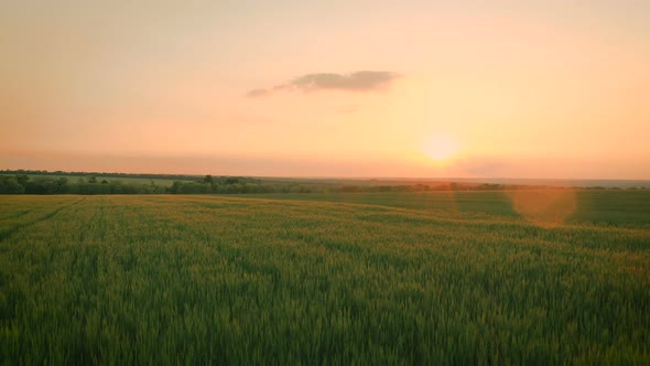 Sunset Over The Wheat Field