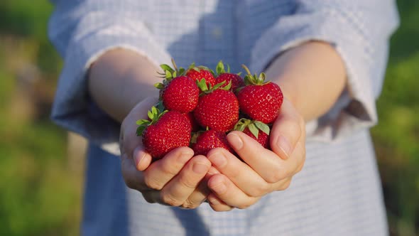 Strawberries in Hands of Female Farmer