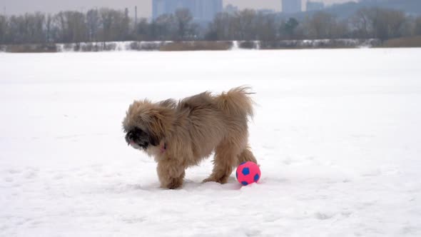 Small Shihtzu Dog Walks Near Coloured Toy Along Frozen River