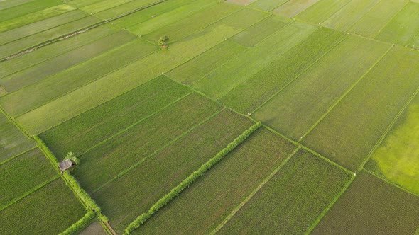 Rice Field