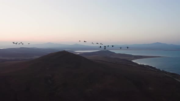 Aerial Footage of a Flock of Whitenecked Cranes at Sunset