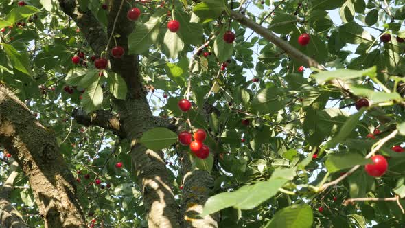 Many organic Prunus cerasus tasty fruit on the tree branch close-up 4K 2160p 30fps UltraHD video - S