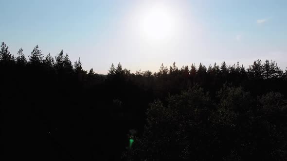 Aerial View of a Silhouette of Pine Forest Against the Sun