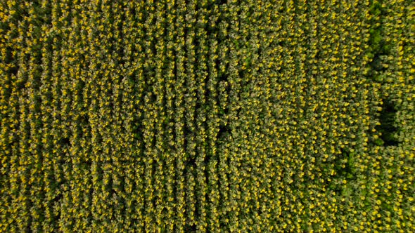 Bright yellow sunflower field, blooming oilseed flowers, harvest season. View from the very top.