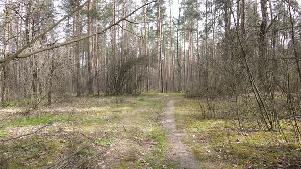 Road in the Forest During the Day Slow Motion