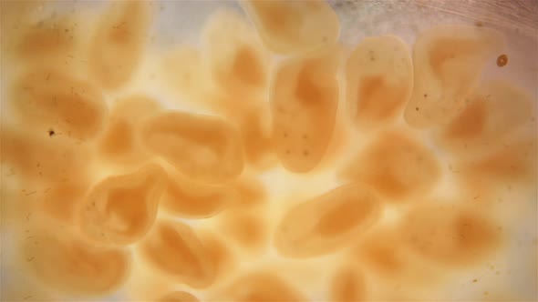 Young Nemertea Worms in a Clutch of Eggs Under a Microscope Monostilifera Order
