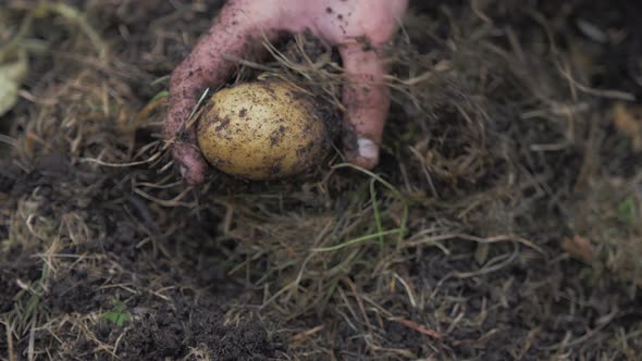 Hand bursts from soil holding organic potato