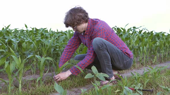 A farmer transplants corn in an agricultural field.