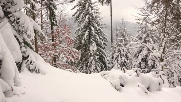 Snow-Covered Branches of Trees in the Winter Forest