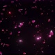 Shiny Pink Rose Petals - VideoHive Item for Sale