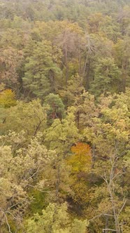 Vertical Video Autumn Forest with Trees By Day