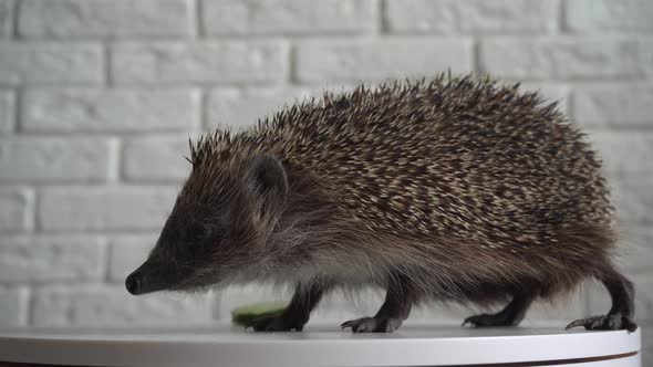 Wild Hedgehog. Small Mammal with Spiny Hairs on Its Back and Sides