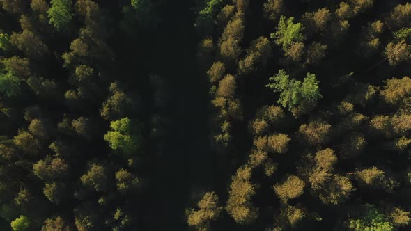 Flying a Drone in the Setting Sun Over the Forest