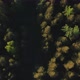 Flying a Drone in the Setting Sun Over the Forest - VideoHive Item for Sale