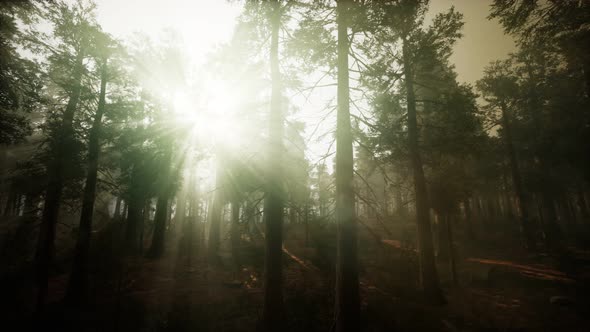 Redwood Forest Foggy Sunset Scenery