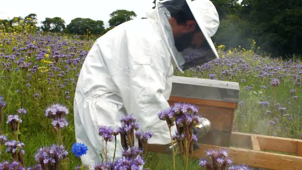 Beekeeper using bee smoker