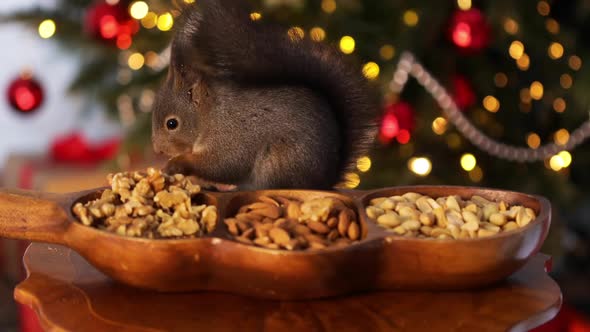 Animal wild rodent. Sciurus vulgaris. Squirrel nibbles a nut.