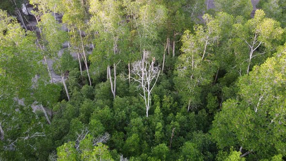 Aerial view eagle at the dry tree