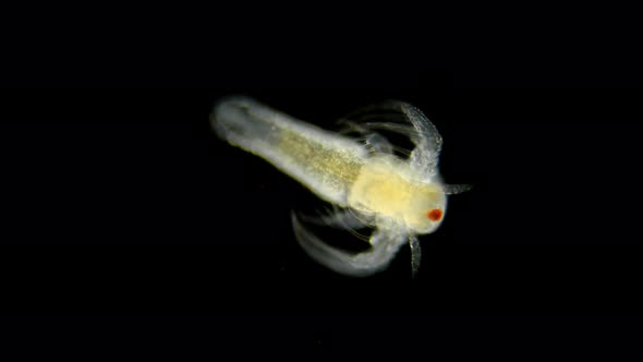 Movement Larvae, Nauplios Artemia Salina