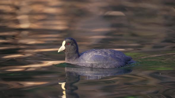 Beautiful Wild White Winged Coot Swimming On Calm Lake During Summer, Closeup