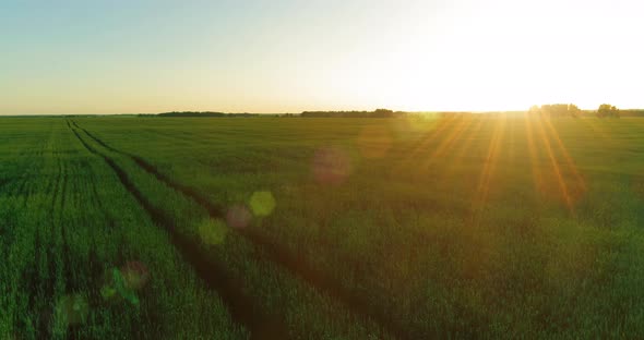 Low Altitude Flight Above Rural Summer Field with Endless Yellow Landscape at Summer Sunny Evening