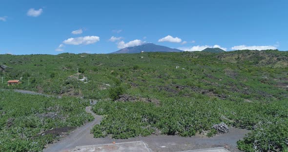 Aerial View of Sicilian Vegetation