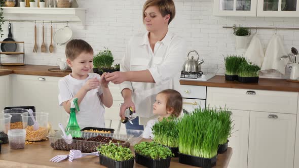 Mother with Her Daughter and Son Grow Microgreen at Home Cut Peas with Scissors and Eat