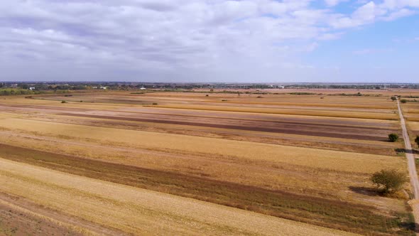 Beautiful agricultural video during a beautiful sunny day. Yellow corn fields on a sunny day with bl