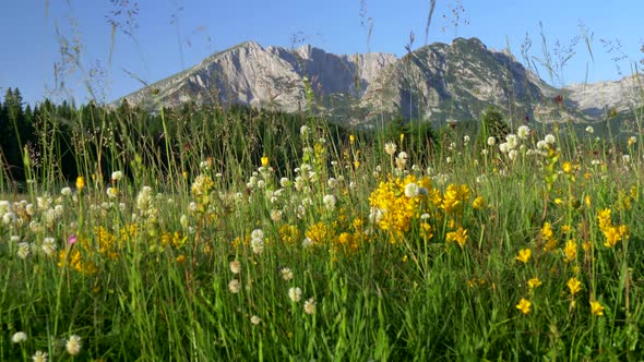 Durmitor National Park, Montenegro. Yellow and White Wild Flowers and Rich Green Grass on a Meadow