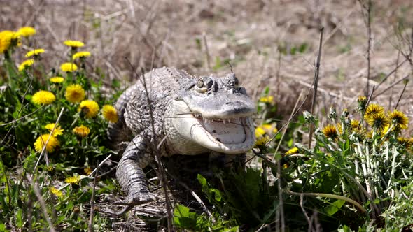 American alligator crawling toward the camera