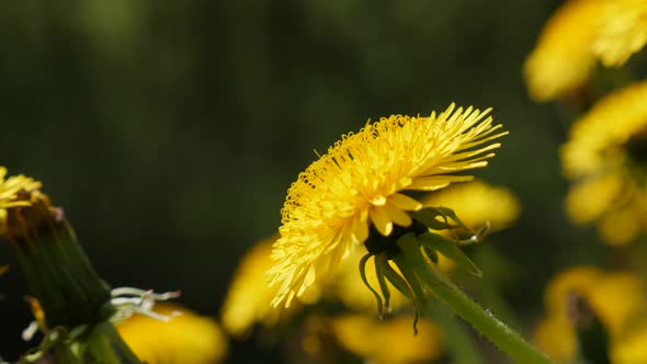 Dandelion flower head in focus  green natural background  against dark 4K 2160p UltraHD video - Beau