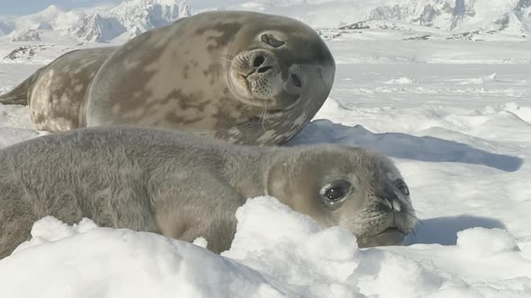 Funny Weddell Seal Enjoy Antarctica Ice Landscape