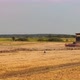 Wheat Harvesting on Field in Summer Season - VideoHive Item for Sale