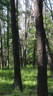 Vertical Video of a Forest with Trees