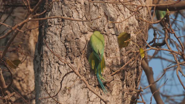 a high frame rate clip of a rose-ringed parakeet entering a nest