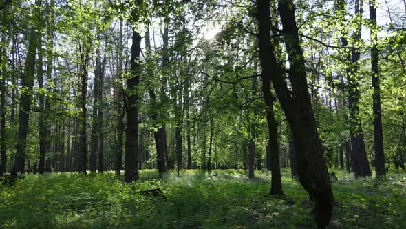 Wild Forest Landscape on a Summer Day