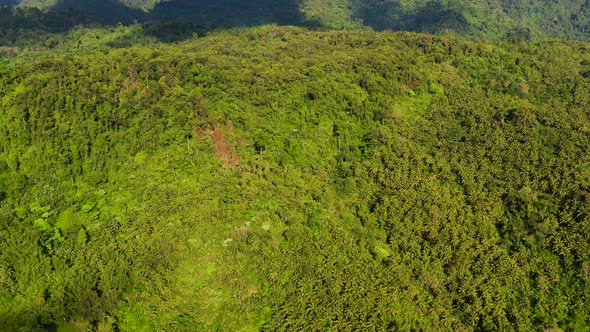 Beautiful Mountain Landscape with a Jungle in Sunny Weather