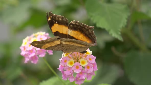 Pretty Monrch Butterfly flying from flower to flower during sunny day outside in nature - Slow motio