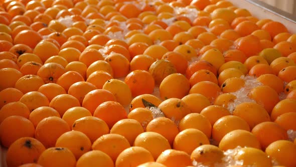 Closeup of a Lot of Ripe Oranges Lying on Ice in a Professional Kitchen