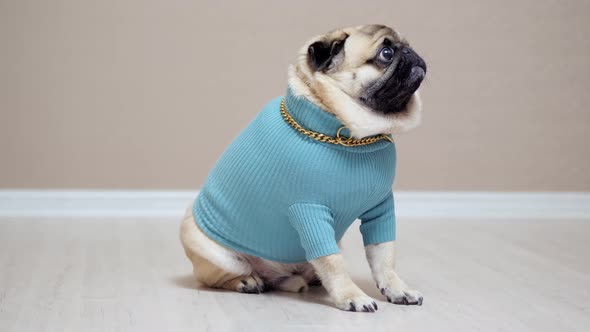 Cute Funny Pug Dog Wearing in Fashion Costume with Golden Chain Looking at Camera