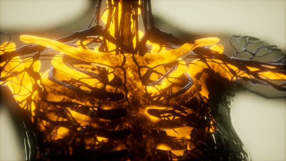 Human Skeleton Bones Scan Glowing alt