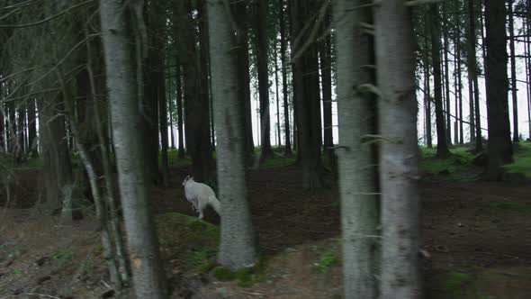 Dire wolf running into the woods