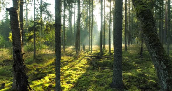 Misty Sunny Forest in Morning Moving Between the Trees Backwards