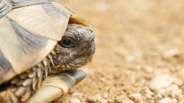 Turtle Testudo hermanni  hiding head in armour 4K 2160p UltraHD footage - Testudo graeca sticking ou