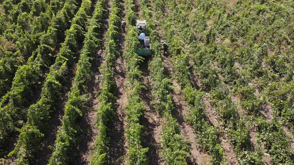 Countryside Farms, Vineyard Grapes, Aerial View of Grapes Harvest with Tractor