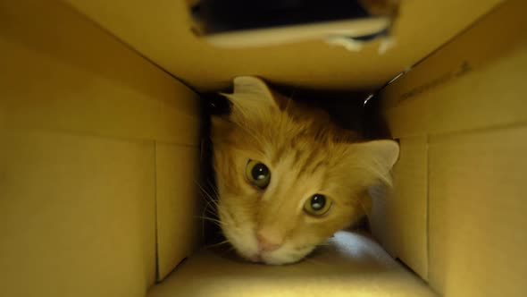 Ginger Kitten Hides in Cardboard Box Playing with Owner