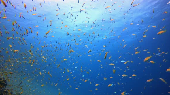 Underwater Tropical Blue Sea Orange Fish
