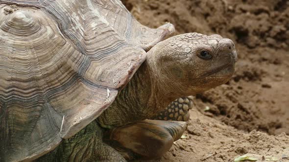 Big Turtle Closeup Portrait