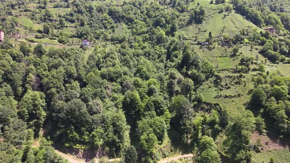 Drone flies above the trees