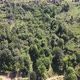 Drone flies above the trees - VideoHive Item for Sale